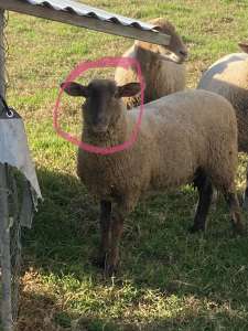 1 lamb female 8 month old 