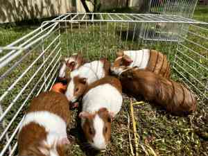 Young and Adult Guinea Pigs for Sale