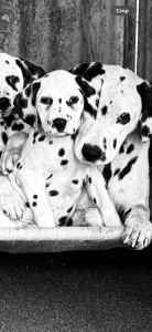 Dalmation puppies 😍 all pups have new homes. 