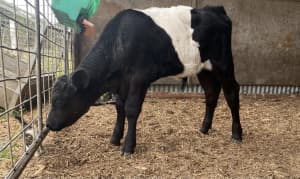 Belted Galloway x Fresian bull calf
