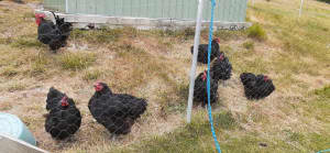 Black Australorp Chickens Standard Size not bantams