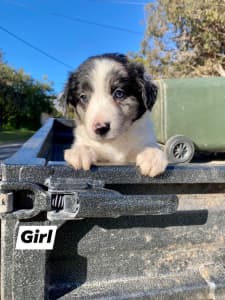 Purebred GIRL Blue Merle Border Collie Pup For Sale