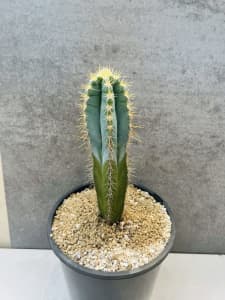 Blue Torch Cactus. 200 mm pot