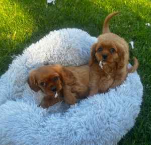 Cavalier puppies (pure bred)