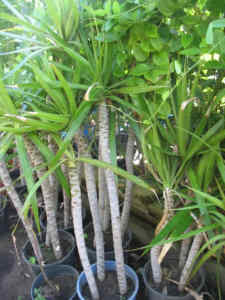 Potted dracaena plants, discounts for multi-purchases