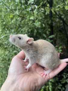 Beautiful Baby Pet Rats