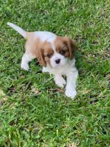 Female puppy - Cavalier King Charles Spaniel