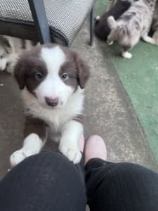 Pure Breed Border Collie Puppies .