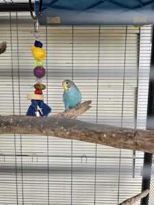 Handraised budgie and cage 100$