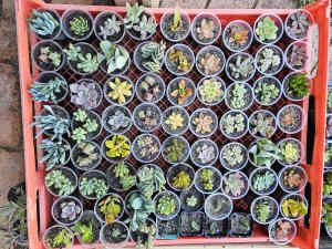 Succulents in small containers, $1 Ea, 11 pots for $10