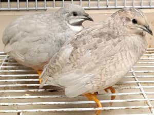 King quails ready for a new loving home!