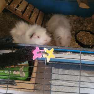 FREE TO GOOD HOME 2 x White Male Guinea Pigs 2 Tier Hutch Supplie