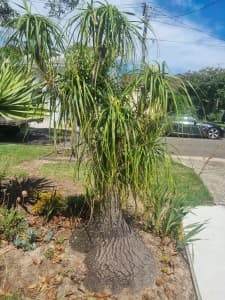 Pony Tail Palm Tree plant for sale (REDUCED FOR QUICK SALE)