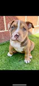 American bully puppies purebred 