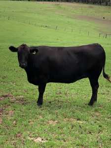Wagyu/Angus F1 cross Heifers Cows and Calves