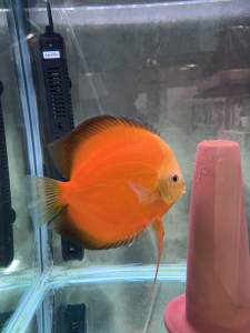 Confirmed pair Discus Fish yellow stardust