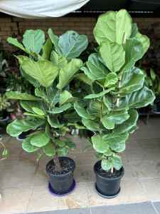 1.7m Fiddle Leaf Fig Trees $100 each - Pickup Yagoona