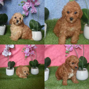 Cavoodle puppies female and male