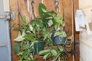 Syngonium Pothos Green White Hanging Basket Tropical Area