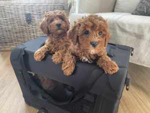 Toy Cavoodle Puppies Ready Now
