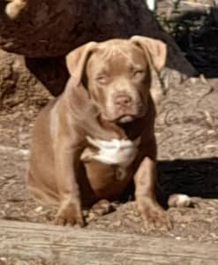 American pocket ￼bullies puppies ABKC registered ￼, Dogs & Puppies, Gumtree Australia Playford Area - Virginia