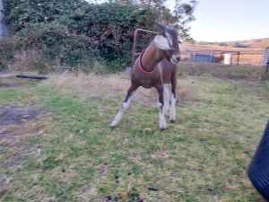 Buck Toggenburg/Nubian goat for sale
