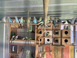 budgies for sale adult 