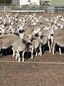 Ultra White Ewe Lambs