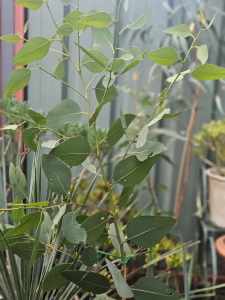 Eucalyptus Ovata Swamp Gum in 20cm Pot 