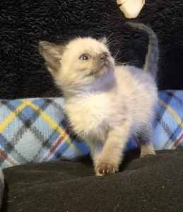 Tonkinese x Ragdoll kittens boys and girls chocolate points 