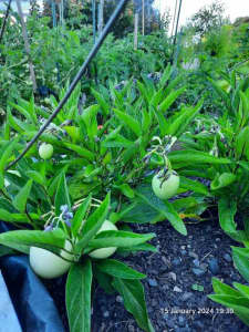 Perennial Pepino plant - sweet and juicy melon