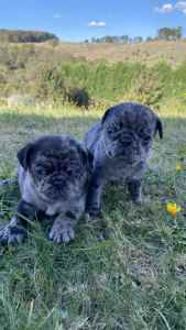 Pug puppies, pure bred
