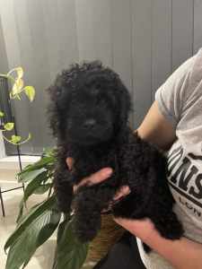 Cavoodle puppy black girl available now