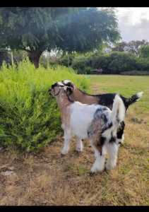 free - 2 goats - sanen cross nubian (1 buck 1 wether)