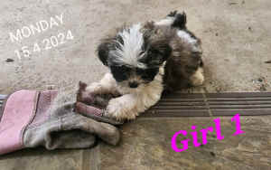 Miniature Shihtzu READY NOW only 1 left