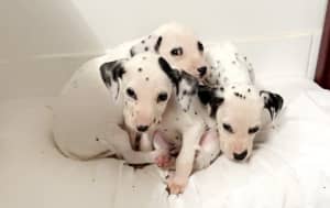 Dalmatians Puppies Available Now