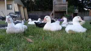 Muscovy Ducks 6 - Small Flock only 4 months old