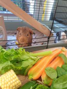 2 x Four Year Old Male Guinea Pigs Looking For New Home (Milo & Oreo)
