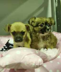 LAST GORGEOUS SASSY SMOOTH COAT CHIHUAHUA PUPPY