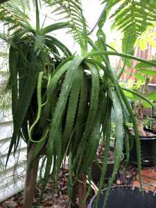 AMAZING multiheaded sculptural dimensional aloe~type. REAL PRESENCE !