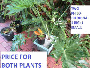 2X Philodendron Selloum 900mm high & small Phil Moonlight in outdoor