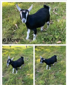 Pygmy Goat Doe x 2 (sold pending)
