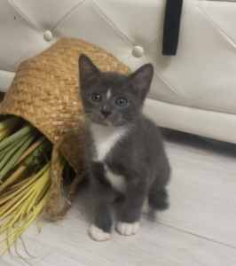 GORGEOUS KITTENS FOR SALE