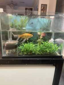Fish tank and accessories on sale