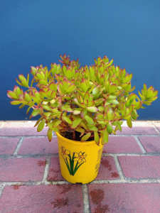 Crassula plants in 14cm pots
