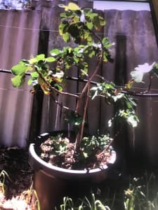 Fig Tree 1.4 m high