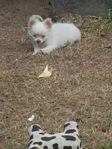 Mini Pomeranian x chihuahua