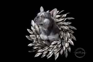 French Bulldog Puppies - Health Tested