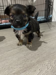 Chihuahua x mini foxy Puppies
