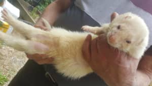 Adopt a Rescued Ferret - Desexed, Microchipped and Vaccinated